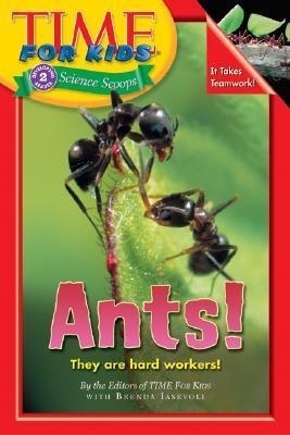 Book cover of Ants! by Brenda Iasevoli