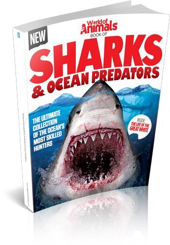 Book cover of World Of Animals Book Of Sharks & Ocean Predators by Aaron Asadi