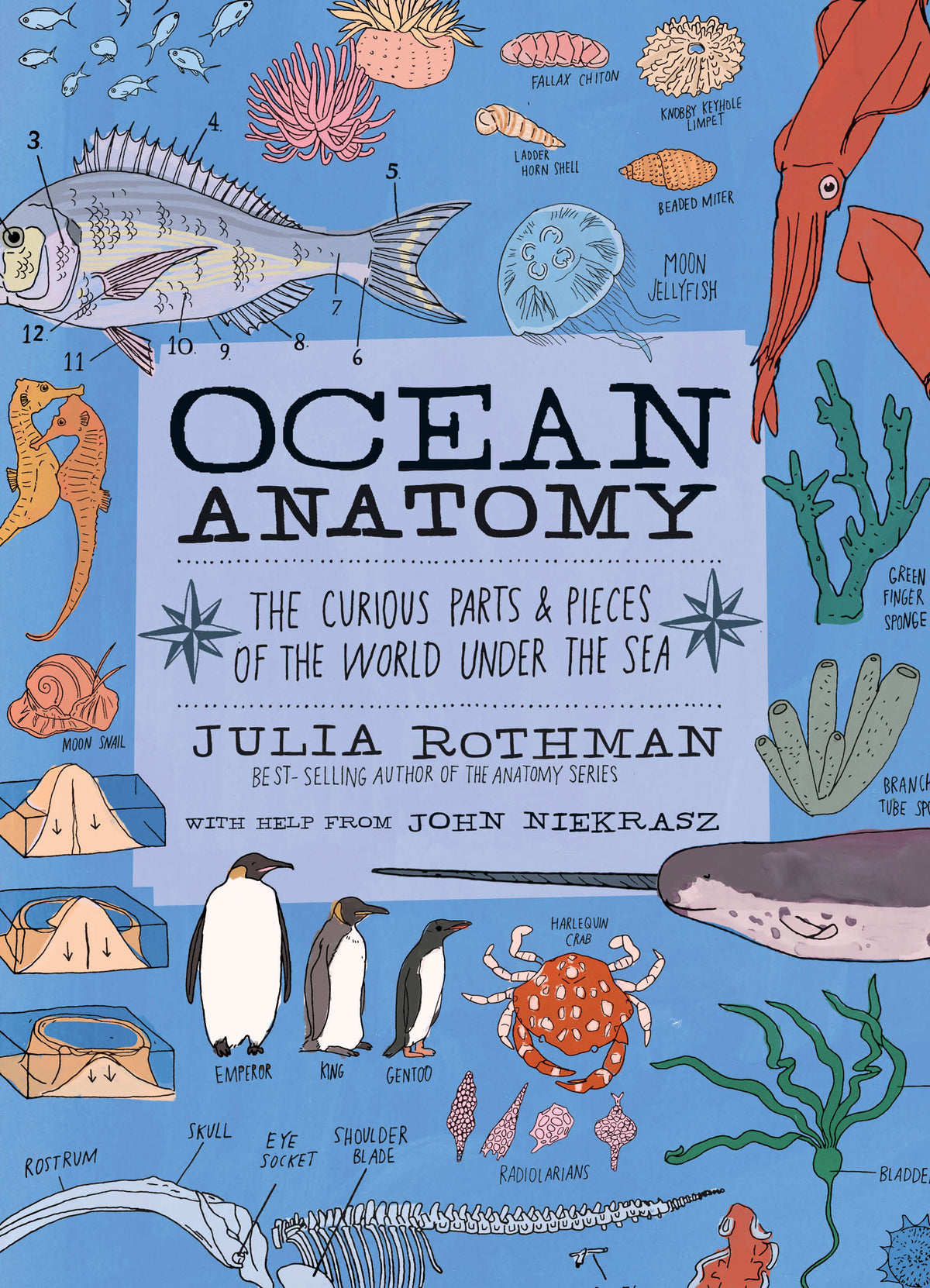 Book cover of Ocean Anatomy: The Curious Parts And Pieces Of The World Under The Sea by Julia Rothman, John Niekrasz