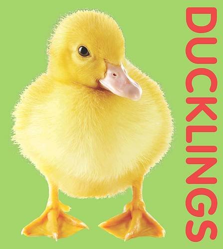 Book cover of Photographic Shaped Board Book: Ducklings by Unknown